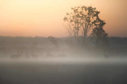 View of a group of cranes standing in a misty field at sunrise with a silhouette of a tree in the background in Debrzno Pomeranian Voivodeship Poland.