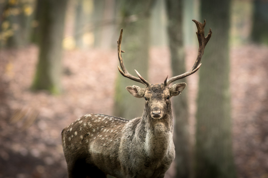 View of a fallow deer with antlers standing in a forest with blurred trees in the background Debrzno Pomeranian Voivodeship Poland. View of a fallow deer with antlers standing in a forest with blurred trees in the background Debrzno Pomeranian Voivodeship Poland.