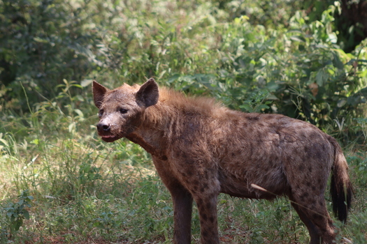 View of a spotted hyena standing in the tall grass at Tumbeta Private Game Reserve Thabazimbi Limpopo South Africa.