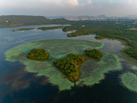 Aerial view of small tree covered islands in a calm lake with lush green vegetation on the water surface and distant hills in Udaipur Rajasthan India.