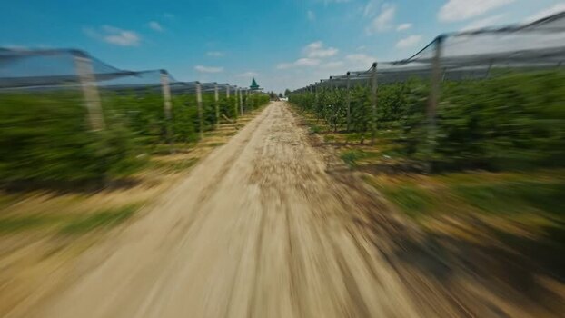 FPV aerial view of vineyard path in Serbia.
