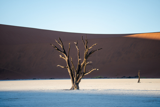 View of a stark skeletal tree standing defiant against the backdrop of towering rust colored dunes under a clear sky Sossusvlei Hardap Region Namibia. View of a stark skeletal tree standing defiant against the backdrop of towering rust colored dunes under a clear sky Sossusvlei Hardap Region Namibia.