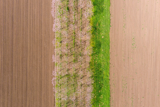 View of agricultural fields with a row of flowering trees and a strip of green grass in Romania. View of agricultural fields with a row of flowering trees and a strip of green grass in Romania.