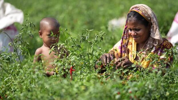 View of a woman and child harvesting chili peppers Bangladesh. View of a woman and child harvesting chili peppers Bangladesh.