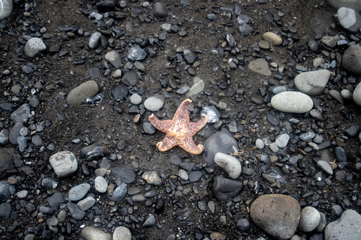 View of a starfish lying on a dark rocky beach with smooth pebbles and wet sand at the Lost Coast in Humboldt County California United States.