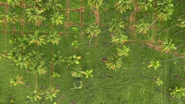 Aerial view of coconut farm in India.