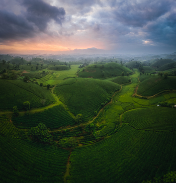 Aerial view of the lush green tea plantations of Long Coc Tea Hill featuring rolling hills terraced slopes and a dramatic sunset sky in Long Coc Phu Tho Vietnam.