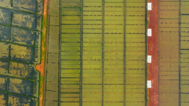 Aerial view of agricultural fields with distinct grid patterns and a red dirt path in Gokarna Karnataka India. Aerial view of agricultural fields with distinct grid patterns and a red dirt path in Gokarna Karnataka India.