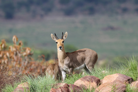 View of a mountain reedbuck standing on a rocky ridge with green grass in the Welgevonden Game Reserve in Waterberg District Municipality Limpopo South Africa.
