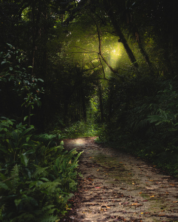 View of a forest path under a canopy of trees with sunlight filtering through the leaves creating a serene atmosphere Lata Temotu Province Solomon Islands.