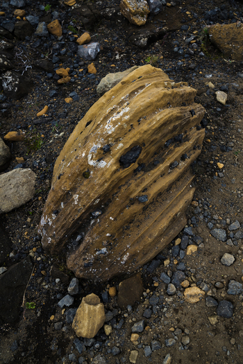 View of a textured layered rock standing out against the dark gravel and earth creating a striking contrast of color and form Skaftárhreppur Iceland. View of a textured layered rock standing out against the dark gravel and earth creating a striking contrast of color and form Skaftárhreppur Iceland.