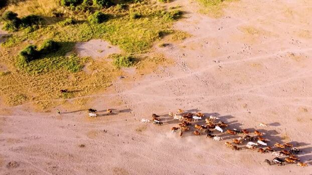 Aerial view of cattle herd in Amboseli National Park Kenya.