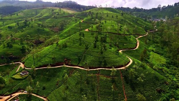 Aerial view of tea plantations in Sri Lanka.