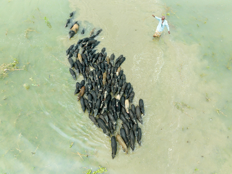 Aerial view of a large herd of pigs wading through shallow river water guided by a man in Bogura Rajshahi Division Bangladesh. Aerial view of a large herd of pigs wading through shallow river water guided by a man in Bogura Rajshahi Division Bangladesh.