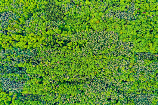 Aerial view of a dense green forest with a lush canopy of deciduous and coniferous trees in Nuremberg Bavaria Germany.