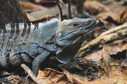 View of a black spiny tailed iguana resting on dry leaves in a forest in Costa Rica.