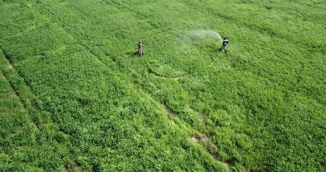 Aerial view of farmers watering green crops in Karnal India.