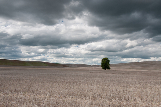View of a lone tree standing in a harvested wheat field under a dramatic cloudy sky in Whitman County Washington United States.
