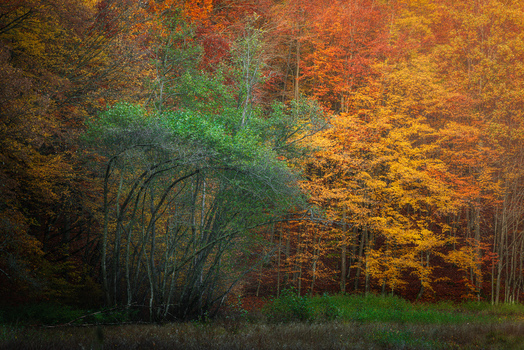View of vibrant autumn foliage in a dense forest with orange and yellow leaves surrounding a green tree cluster Kartuzy County Pomeranian Voivodeship Poland. View of vibrant autumn foliage in a dense forest with orange and yellow leaves surrounding a green tree cluster Kartuzy County Pomeranian Voivodeship Poland.