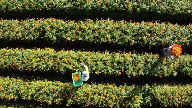 Aerial view of workers harvesting marigold flowers Indonesia.