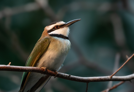 View of a white throated bee eater perched on a branch In the marshlands of the Edwin B. Forsythe National Wildlife Refuge in Galloway New Jersey United States. View of a white throated bee eater perched on a branch In the marshlands of the Edwin B. Forsythe National Wildlife Refuge in Galloway New Jersey United States.