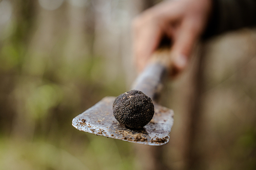 View of a freshly unearthed black truffle resting on a spade held by a hand amidst the earthy tones of the Istrian landscape Pula Istria County Croatia.