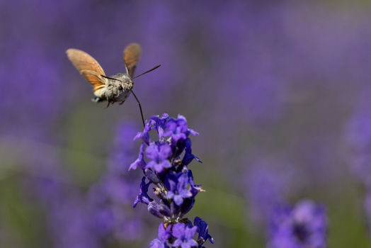View of a hummingbird hawk moth hovering and feeding on a purple lavender flower in a blooming field in Wittenheim Grand Est France.