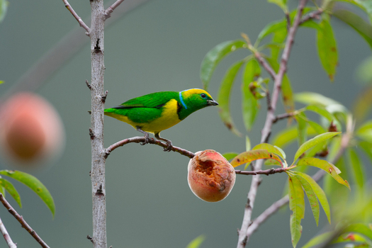 View of a vibrant green and yellow bird perched on a thin branch next to a partially eaten peach in Costa Rica. View of a vibrant green and yellow bird perched on a thin branch next to a partially eaten peach in Costa Rica.