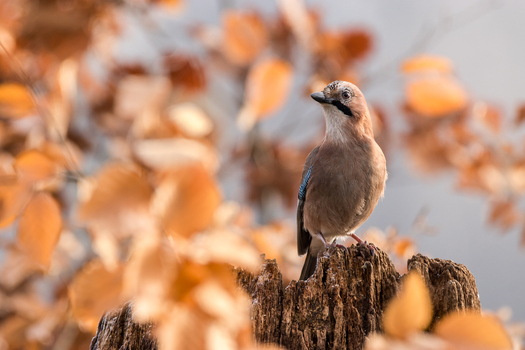 View of a Eurasian jay perched on a weathered tree stump surrounded by soft focus autumn leaves in Debrzno Pomeranian Voivodeshi Poland.