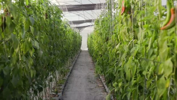 View of pepper plants in a greenhouse in Mexico.