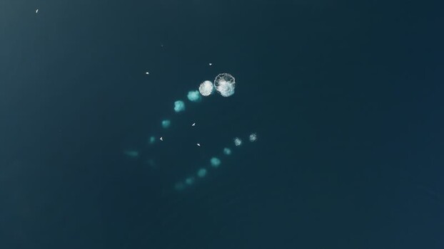 Aerial view of whale bubble net feeding in the ocean Greenland. Aerial view of whale bubble net feeding in the ocean Greenland.