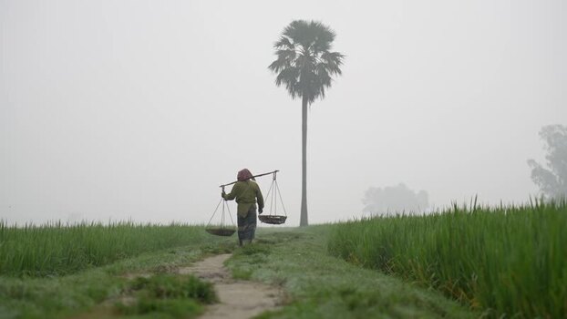 View of a farmer carrying baskets in a foggy field Bangladesh. View of a farmer carrying baskets in a foggy field Bangladesh.