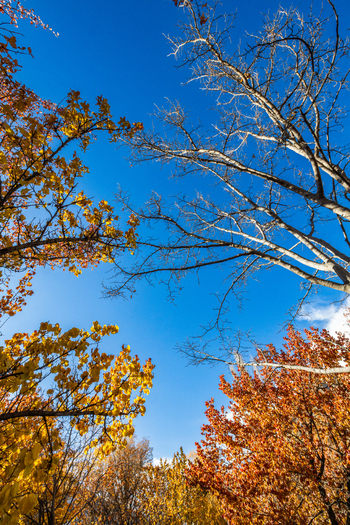 View of autumn foliage in the Hunza Valley with vibrant yellow and orange leaves against a clear blue sky in Karimabad Gilgit Baltistan Pakistan.
