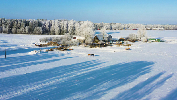 Aerial view of a snowy rural farmstead with frost covered trees and cows grazing in a field under a clear blue sky in Latvia. Aerial view of a snowy rural farmstead with frost covered trees and cows grazing in a field under a clear blue sky in Latvia.