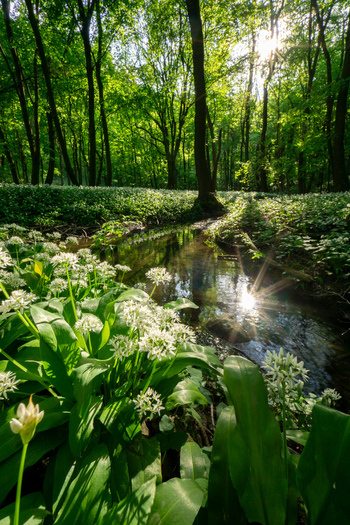 View of blooming wild garlic flowers along a small stream in a lush green forest at Hrudy Bukova Trnava Region Slovakia. View of blooming wild garlic flowers along a small stream in a lush green forest at Hrudy Bukova Trnava Region Slovakia.