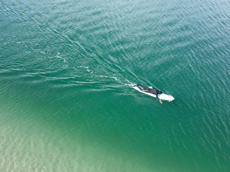Aerial view of a surfer in a black wetsuit paddling on a white surfboard across the clear green ocean water in Wrightsville Beach North Carolina United States.