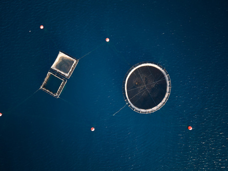 Aerial view of circular and square fish farm cages floating in the deep blue sea with red buoys Porto Palermo Qarku i Vlores Albania. Aerial view of circular and square fish farm cages floating in the deep blue sea with red buoys Porto Palermo Qarku i Vlores Albania.