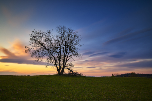View of a lone tree standing in a green meadow under a sunset sky with orange and blue clouds in Czorsztyn Lesser Poland Poland.