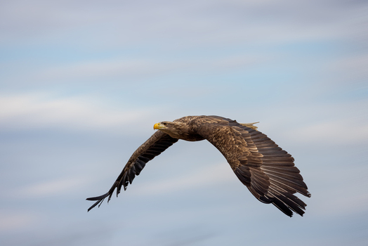 View of a majestic white tailed eagle soaring through the cloudy sky with its wings fully extended in Selestat Grand Est France.