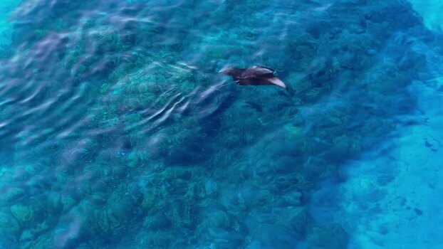 Aerial view of manta ray in ocean Maldives. Aerial view of manta ray in ocean Maldives.