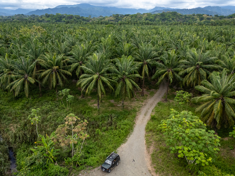 Aerial view of the Llorona Palm Fields with a black vehicle on a dirt road surrounded by dense palm trees and distant mountains in Quepos Puntarenas Costa Rica. Aerial view of the Llorona Palm Fields with a black vehicle on a dirt road surrounded by dense palm trees and distant mountains in Quepos Puntarenas Costa Rica.