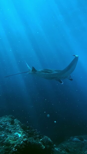 View of a manta ray swimming in the deep blue ocean Indonesia. View of a manta ray swimming in the deep blue ocean Indonesia.