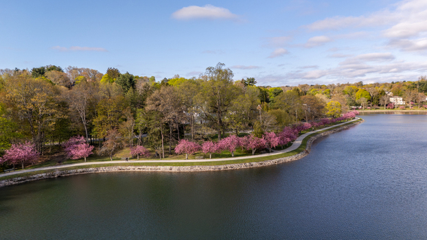 Aerial view of Brookline Reservoir with pink flowering trees lining a walking path and lush green forest under a blue sky Brookline Massachusetts United States. Aerial view of Brookline Reservoir with pink flowering trees lining a walking path and lush green forest under a blue sky Brookline Massachusetts United States.