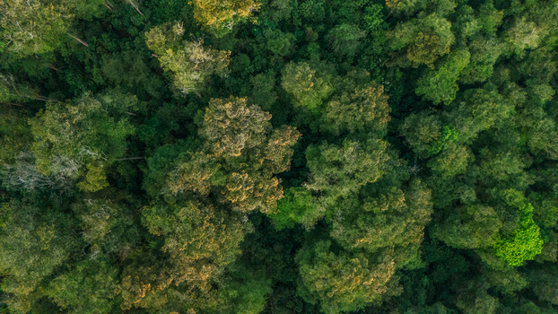 Aerial view of a dense tropical forest canopy with lush green foliage and varied tree heights in Indonesia. Aerial view of a dense tropical forest canopy with lush green foliage and varied tree heights in Indonesia.