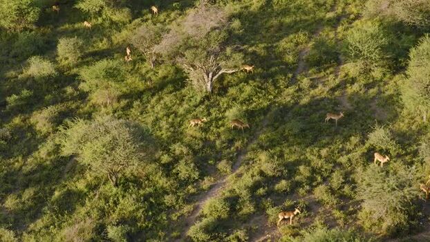 Aerial view of impalas in the savanna South Africa.