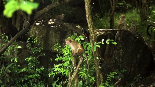 View of monkeys in a lush jungle Sri Lanka. View of monkeys in a lush jungle Sri Lanka.