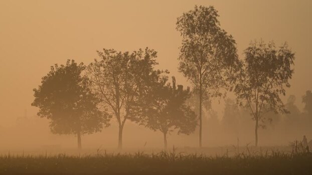 View of silhouetted trees in the morning mist Bangladesh.