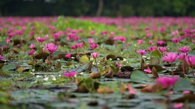 View of pink water lilies blooming in a pond Bangladesh. View of pink water lilies blooming in a pond Bangladesh.