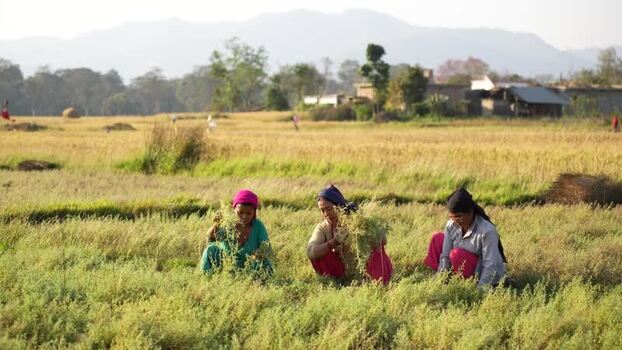 View of women harvesting crops in a field in Dang Nepal.