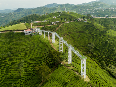 Aerial view of Kemuning Sky Hills glass bridge stretching over lush green tea plantations and rolling hills in Kecamatan Ngargoyoso Jawa Tengah Indonesia.